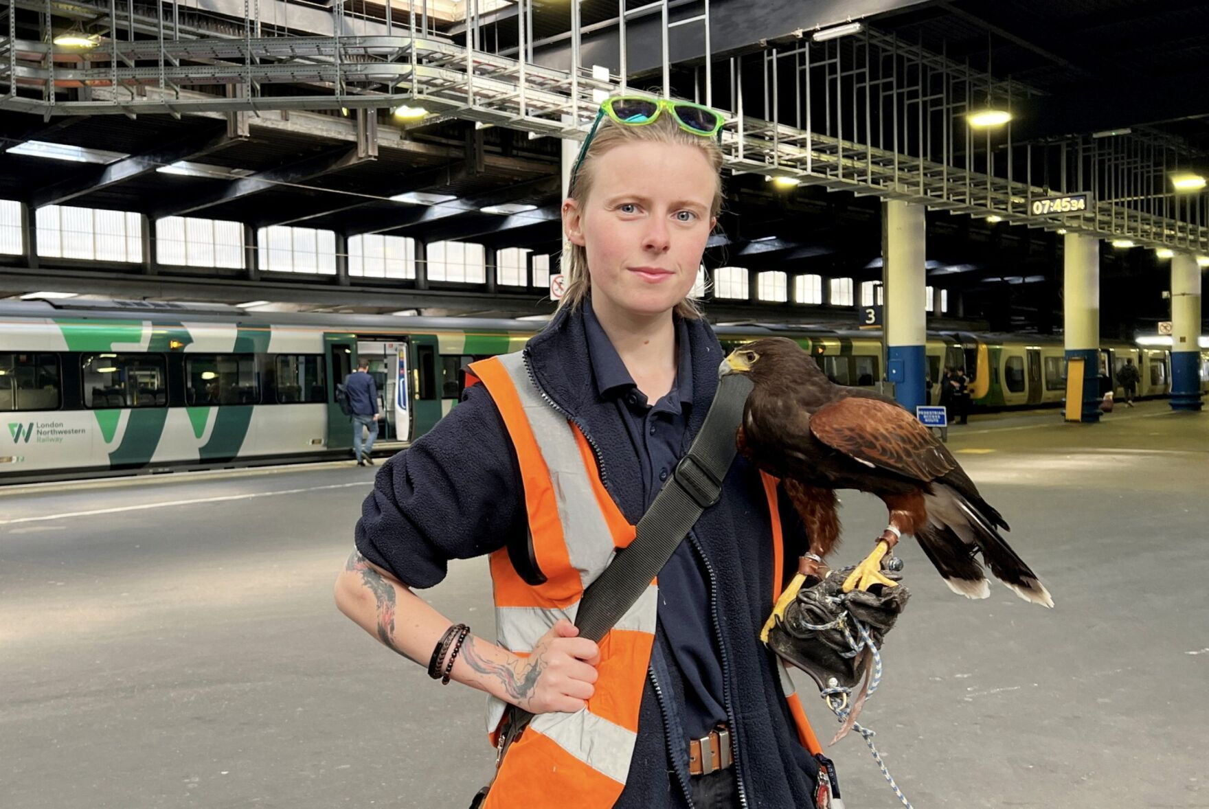 London Euston employs Harris hawk to combat pigeon problem
